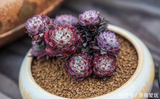 根系好的多肉,平时有这3种表现,及时培养快速长成老桩