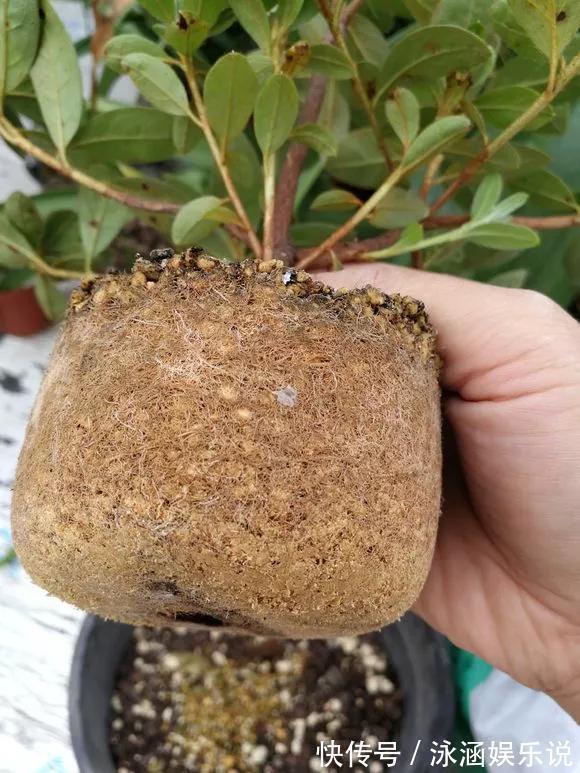 养花技巧6种花须用小盆“挤着养”,控水好、长得旺!