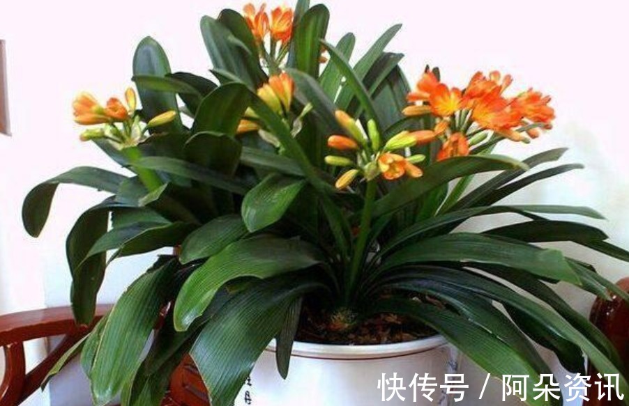 根系|君子兰这样养，一年开花多次，掌握方法很重要！