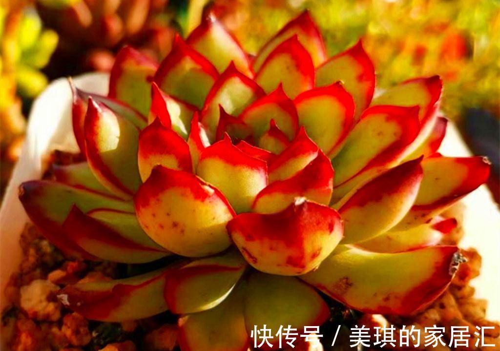 这些第三眼多肉，勉强买回家，出状态后却让人感到惊喜