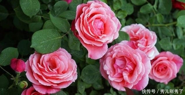 漂亮|这种花漂亮又好养,家里养一棵,四季都是春