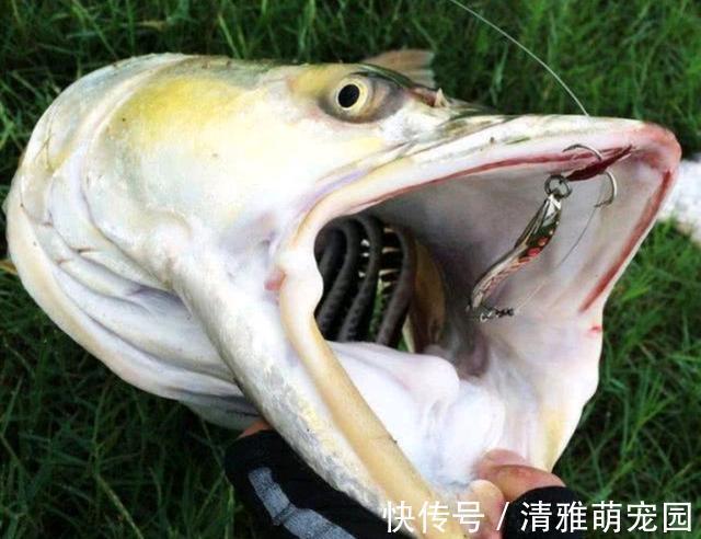 鱼虾|害鱼?广州增江1米多长的“水老虎”被钓起,老乡:专吃鱼虾