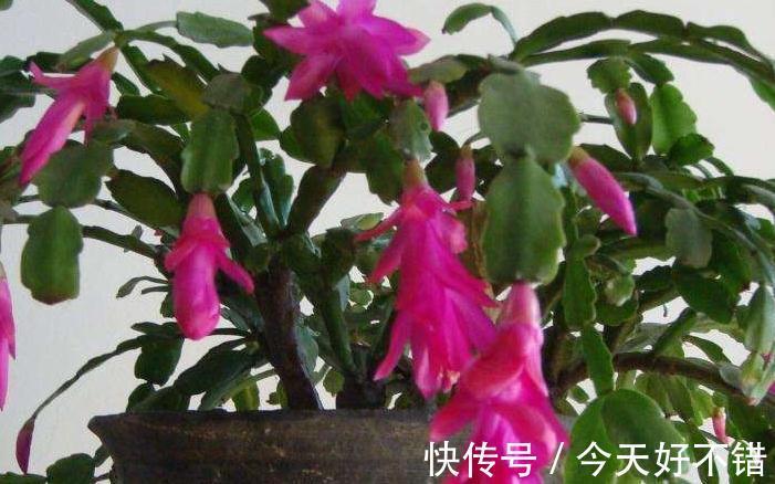 养君子兰,蟹爪兰,一种液体滴盆里,枝叶疯长,开花旺