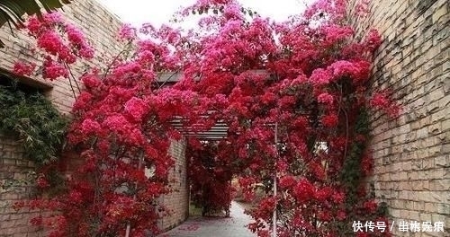 若是有个院子，定要养上此4种花，养成花海，一进院就迷住