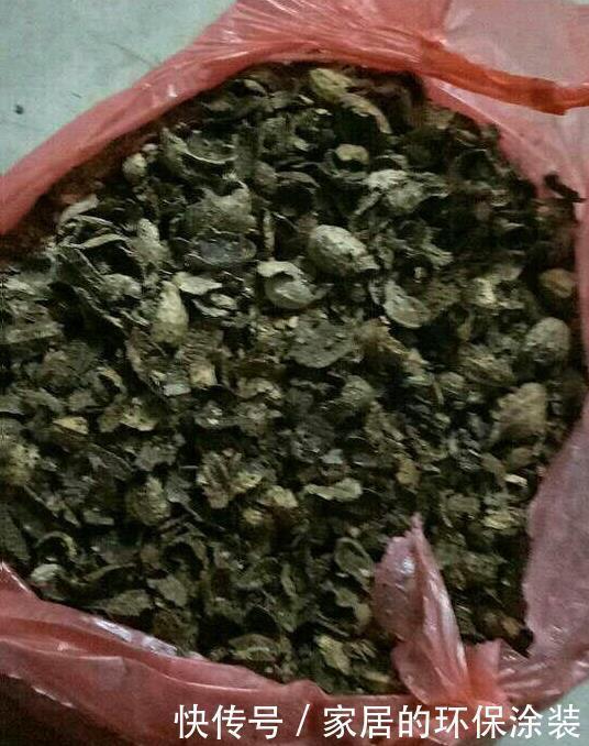 养君子兰,把这几样东西丢盆里,花朵、新芽不停冒,叶子油亮亮