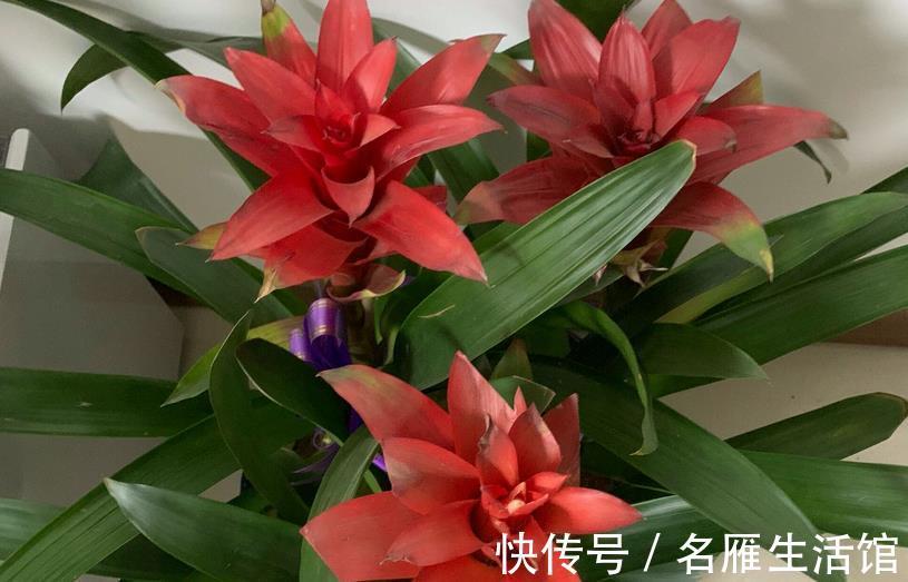 花土|养鸿运当头，多注意这3点，盆栽基本不会有大毛病