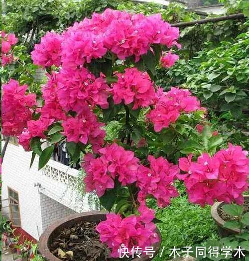 过冬|冬天养三角梅,了解掌握3个要点,安全过冬,长成繁花小老桩!