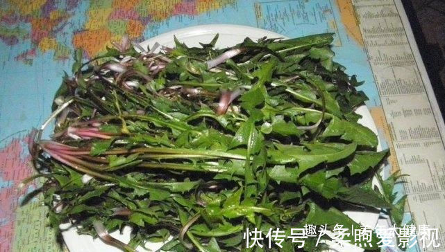 中医|蒲公英泡水喝,是用叶子还是用根茎?中医给出回答,受教了
