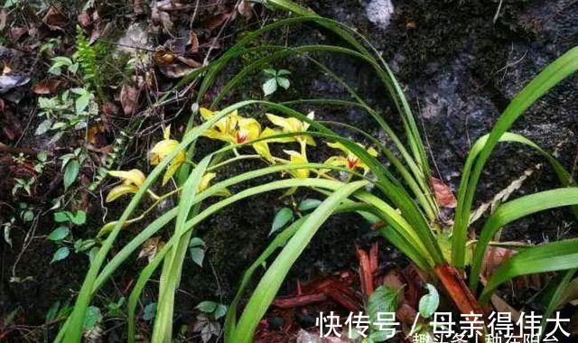 行走在兰花出没的山间峡谷,深度分析兰花的原生环境!