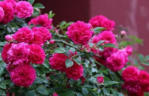 院子|有院子的花友不要错过此花,花色鲜艳,浓香四溢,一年就开成花墙