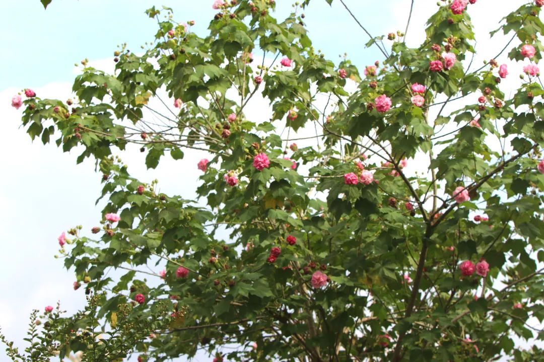 芙蓉花|秋韵，什邡这条街C位出道啦！