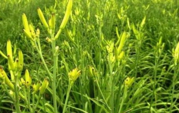 高产|黄花菜清热解毒,降燥泄火,想要收获高产优质的黄花菜,只需五点