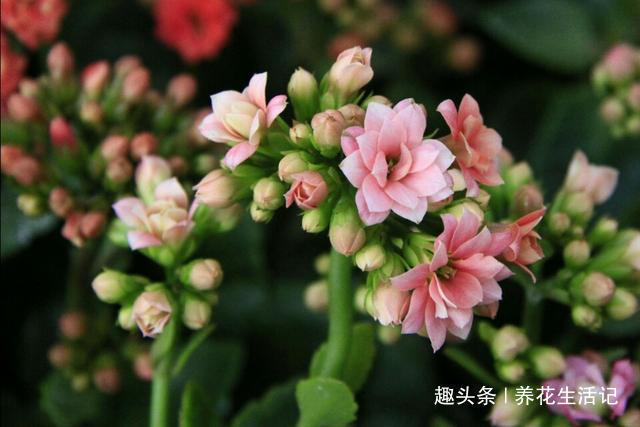 长寿花|提前为长寿花，“打下”来年开花基础，这“3点”要时刻做好