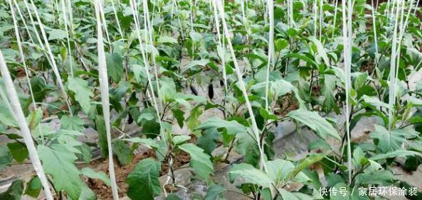 高效|茄子只开花不结果,不仅仅是因为缺硼,了解全部诱因高效解决问题