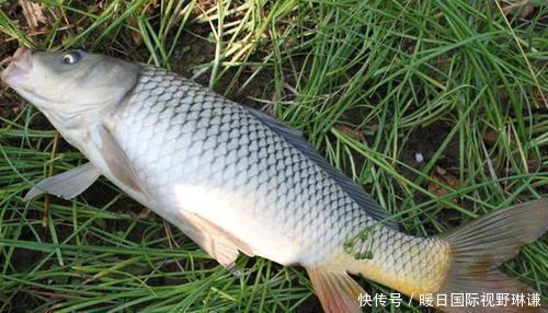 哪几种|“四大家鱼”指的是哪几种鱼为什么鲤鱼上不了榜!