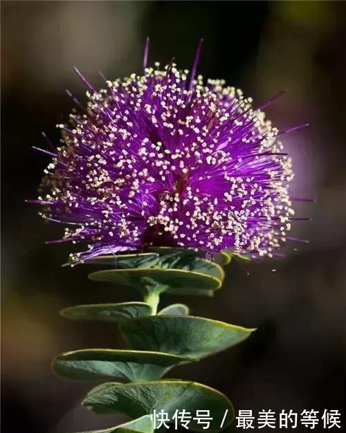 奇花、奇花、奇花、罕见奇花,赶快打开欣赏吧