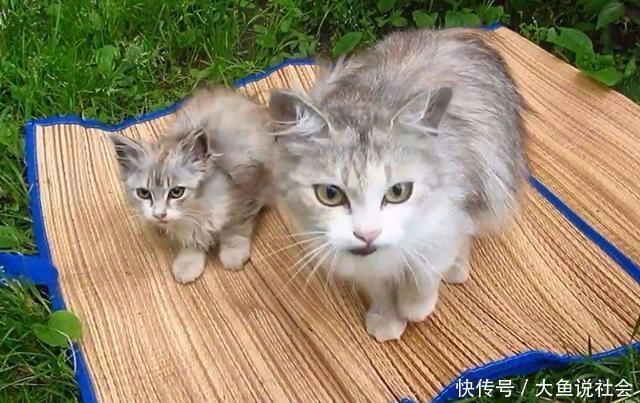 母猫产后过几天就死了