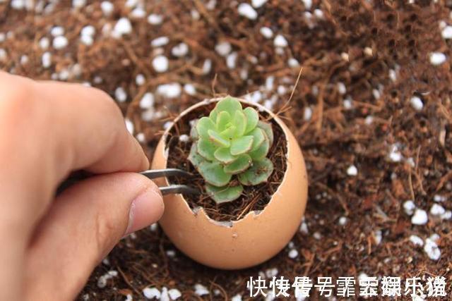 多肉|多肉植物越长越瘦是你不会捣鼓,教你4招,个个胖鼓鼓