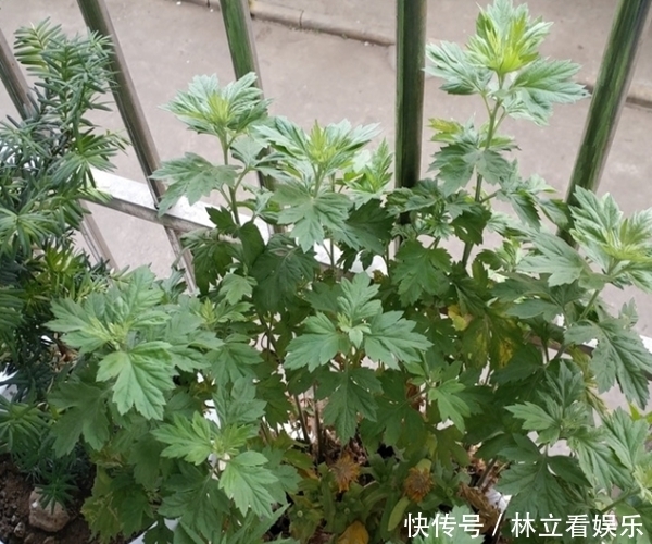 农村俗语“家有三年艾,郎中不用来”,原来艾叶功效这么厉害!