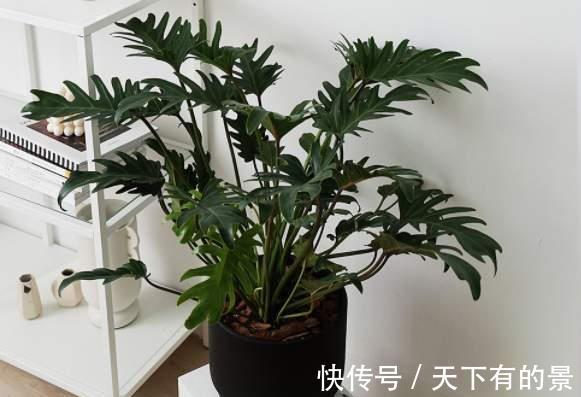 寓意|5种健康花，家里养一盆，大气高雅净化力强，福寿齐聚寓意好