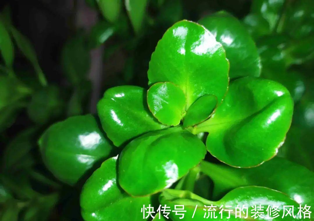 黄叶|养花“黑名单”实在太难养,心累