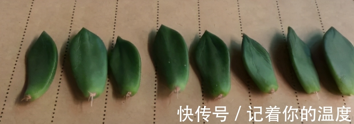 多肉叶子想长成小苗,为养花人,上盆前后要多提防“不当之举”