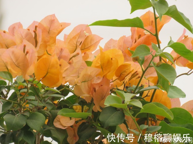 三角梅只长叶子不开花,赶紧剪一刀、虐一虐,花呼呼全开!