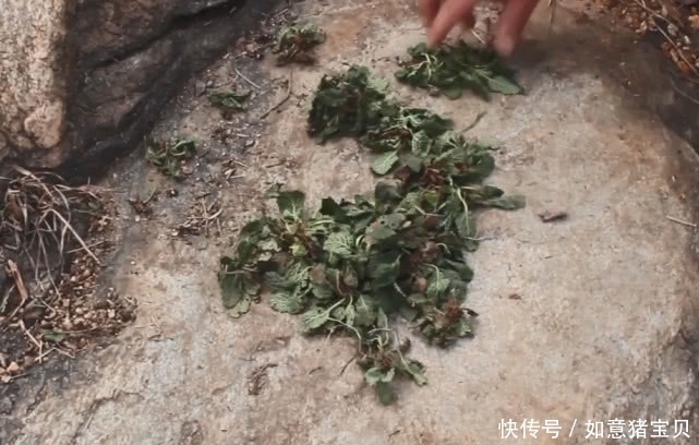 农民|这种野草其貌不扬,农民看到就随手拔掉,殊不知它还是名贵中药材