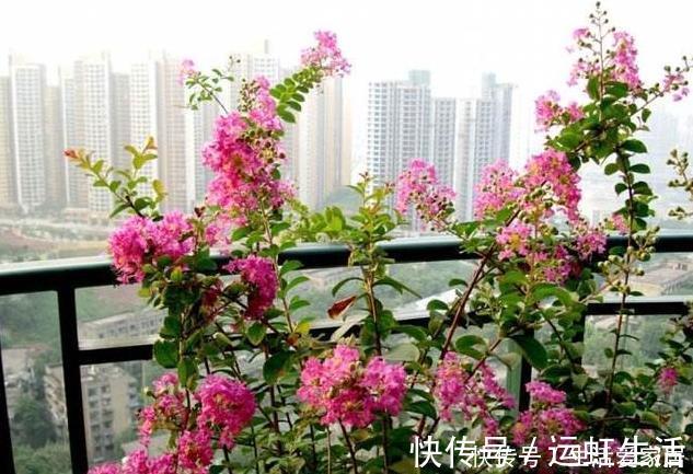 茉莉花|螨虫、细菌最“厌恶”的3种花,赶紧养1盆,烦恼“消除”身体棒