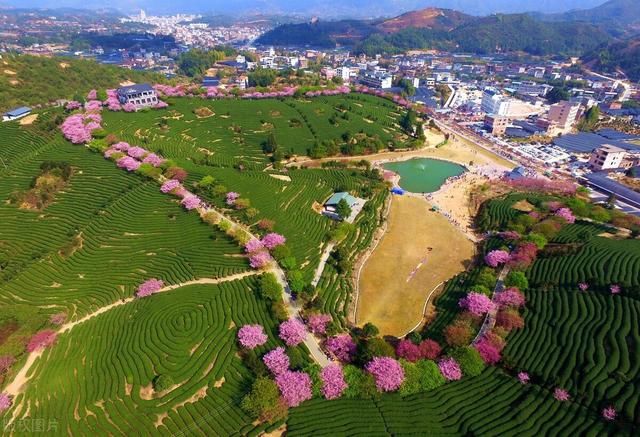 中薪|福建漳平，空中鸟瞰永福镇台品樱花茶园