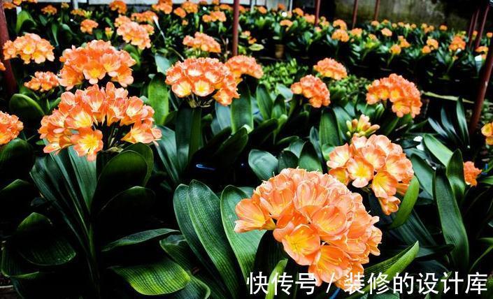 盆栽君子兰叶片长不大怎么回事，找到原因对症处理