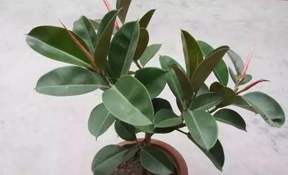 新手|这6种花卉,越是忘记浇水,越容易长爆盆,新手和懒人都爱种