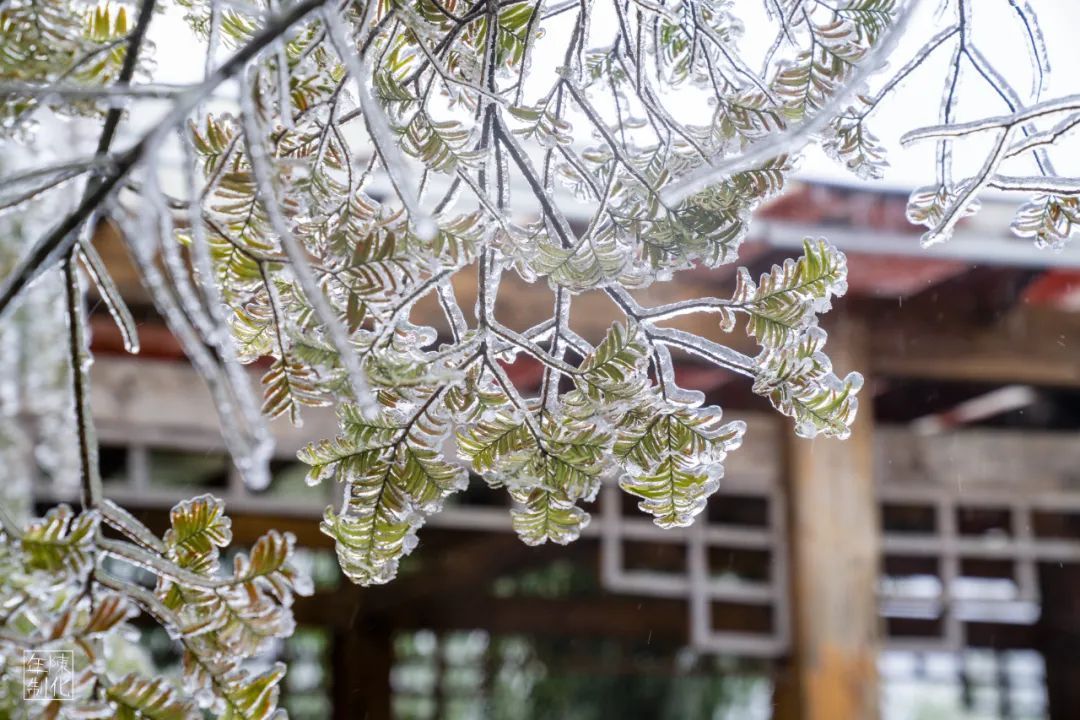 庆元县|不是初雪，胜似初雪，庆元雾凇，宛若仙境！