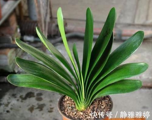 怎么让君子兰根壮叶厚?浇点有机水,效果一级棒,立竿见影