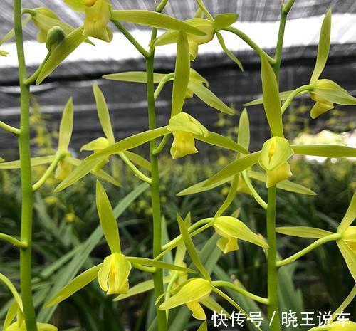 墨兰花色只有紫黑色吗，错，带你了解多彩的墨兰