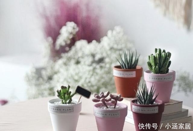  浇水|4种常见的多肉花盆，要用不同的浇水方法，才能养好多肉