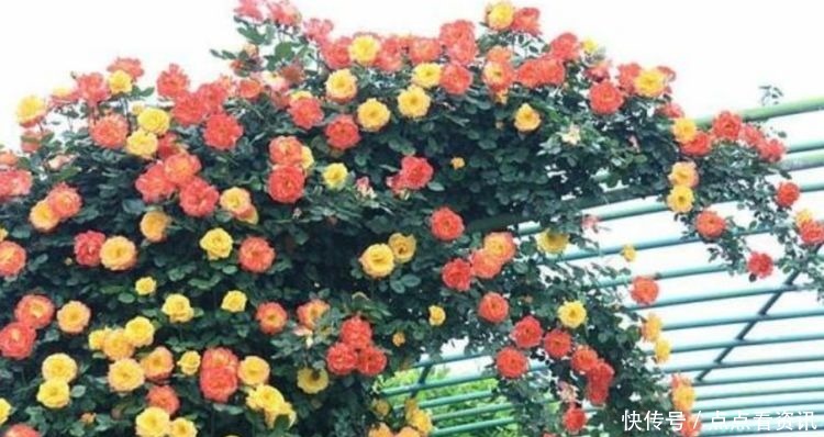 3种漂亮花，好养易活能爆盆，开花漂亮花期长，谁养谁喜欢