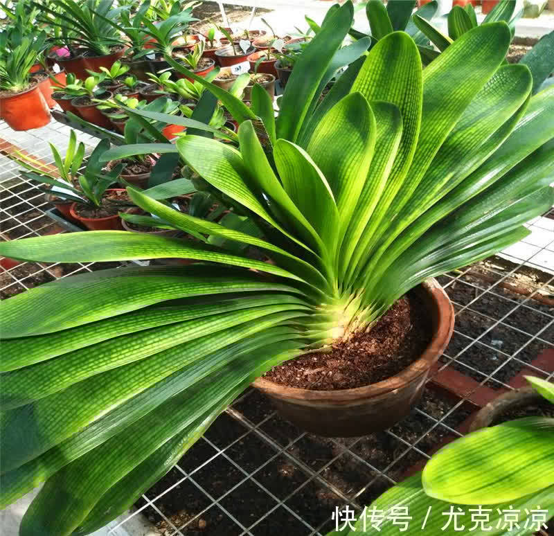 虎皮兰|5种养人花,建议卧室养一盆,促睡眠“养精神”,温馨又大气