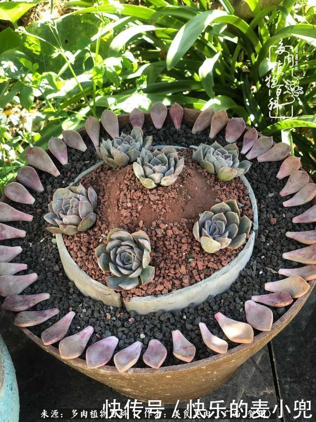 多肉,一位来自神奇大自然的良师益友!