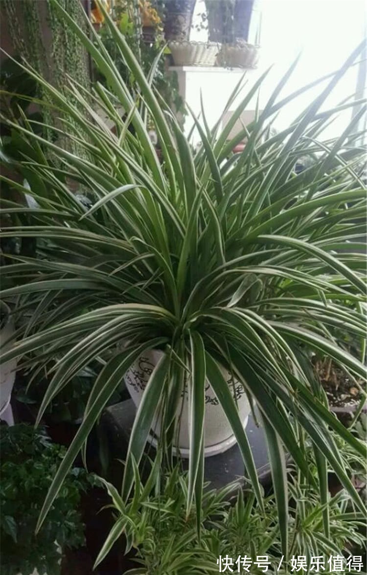 吊兰叶子又窄又细,做4事,叶子越长越宽厚,呼呼疯长挤爆盆!