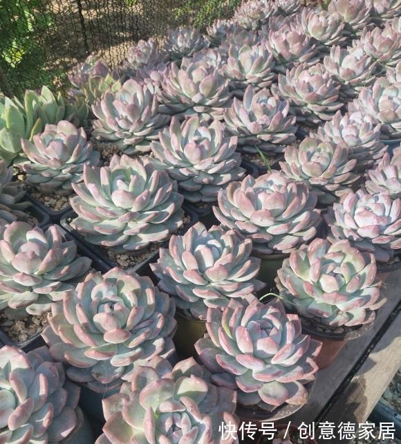 栽种|橙梦露很受欢迎,趁秋天好养护,买两棵,教你把状态养的更好