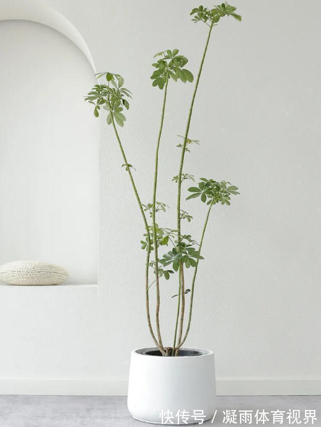 幸福树|2021年最流行的客厅花卉植物,看看哪种最适合你家