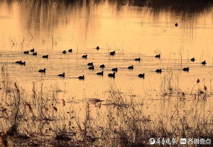 大沽河|青岛大沽河湿地公园数百野鸭齐飞