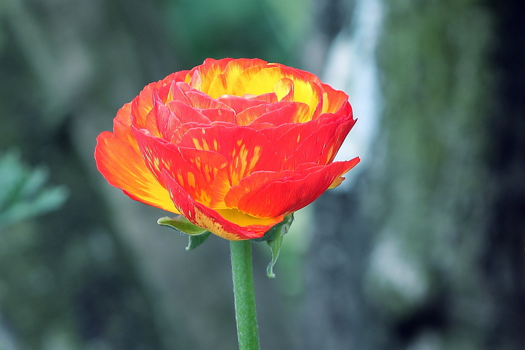 高贵|此花玲珑秀美,优雅动人,给人一种迷人的感觉,象征着典雅和高贵