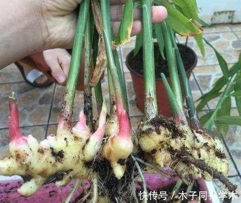 盆栽|阳台种生姜,只用泡沫箱,挖出几十斤,轻松收货“姜山”