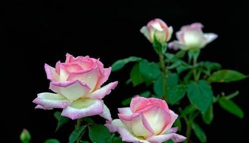 农村小院种植花卉相当流行,种植这些花儿比较好看,而且花期超长