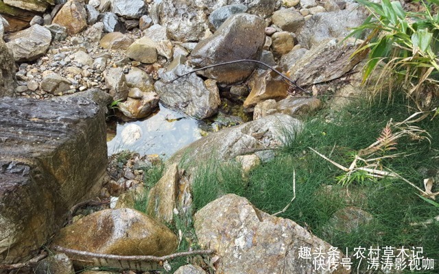 野草|此为珍贵的“无叶草”,农村却少人认识,希望你能珍惜它