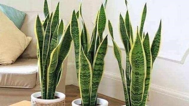 花长寿花|这7种花不浇水长的快,越浇水越养不活,看完还不赶紧停手吗?