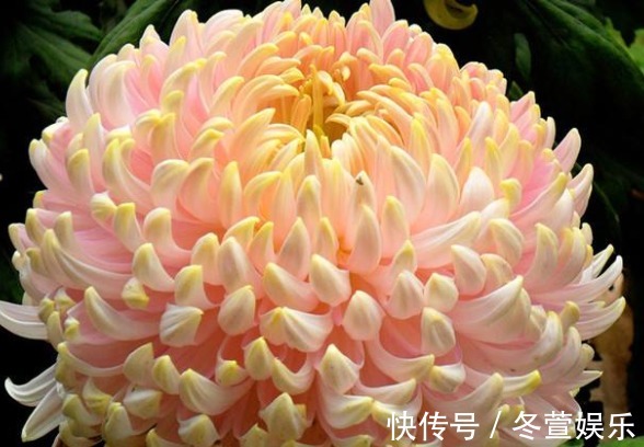 莲花|喜欢菊花，不如养盆“菊中珍品”唐宇秋荷，似清新莲花，婀娜多姿