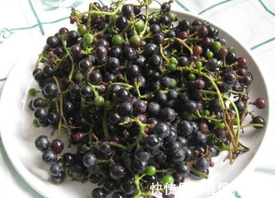 作用|老中医:路边看到此黑果,记得要摘回家,作用非常大,值得一试!